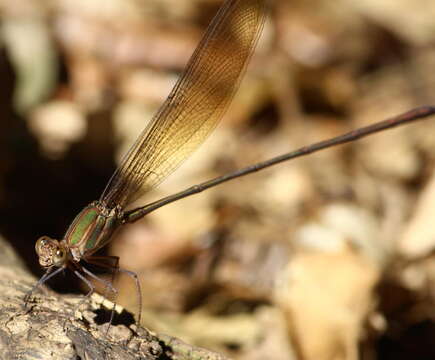 Image of Glistening Demoiselle