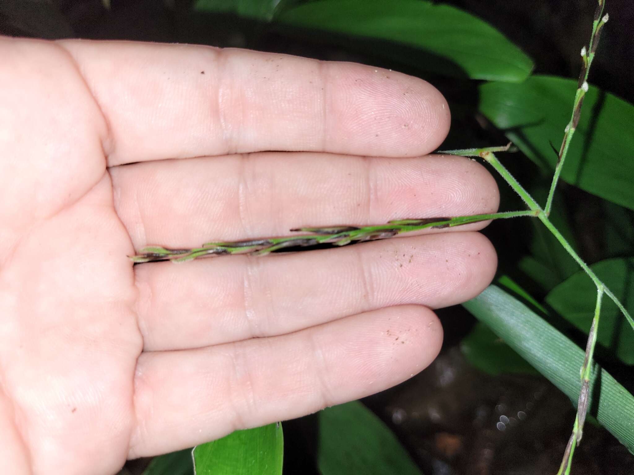 Image of Broad Stalk Grass