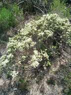 Image of Diosma aspalathoides Lam.