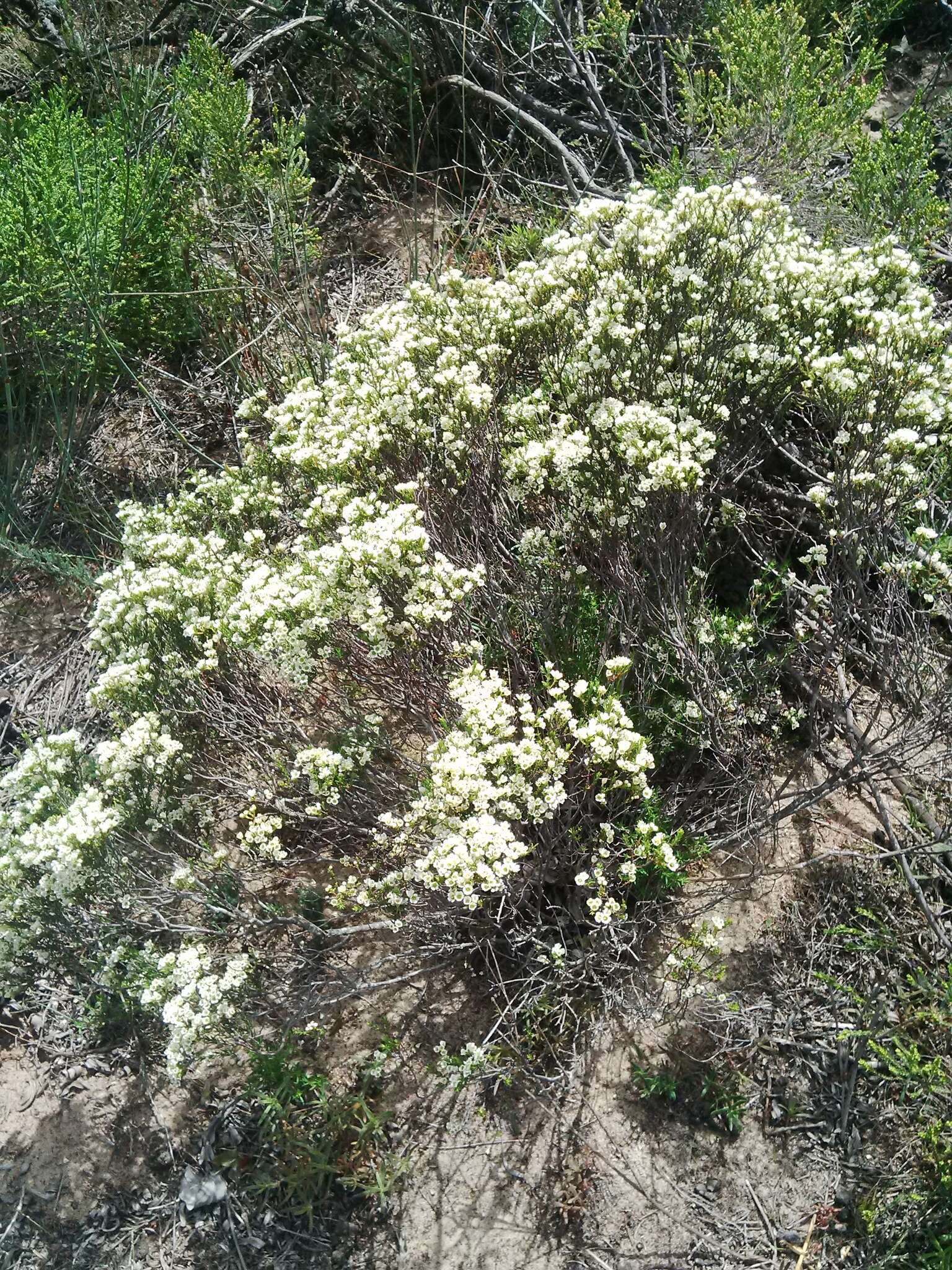 Image of Diosma aspalathoides Lam.