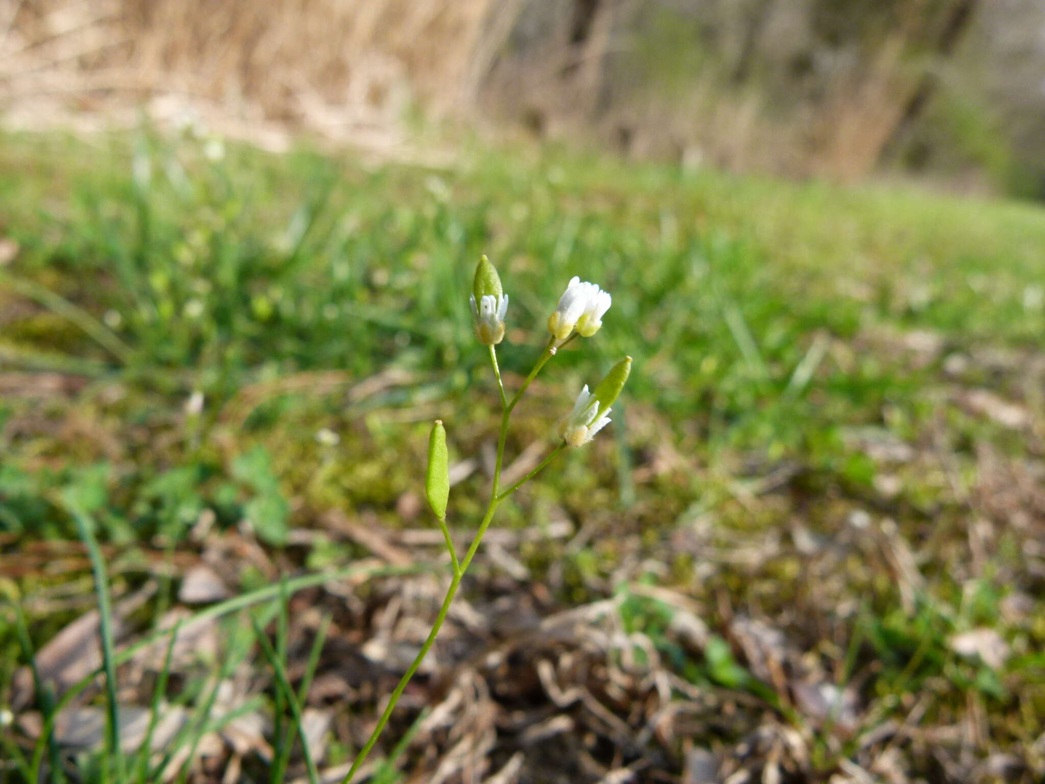 Image of common whitlowgrass