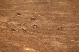 Image of Blesbok