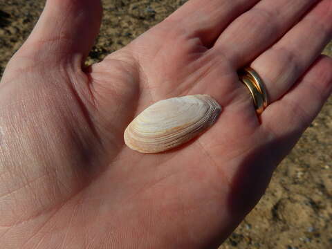 Image of Faroe sunset shell