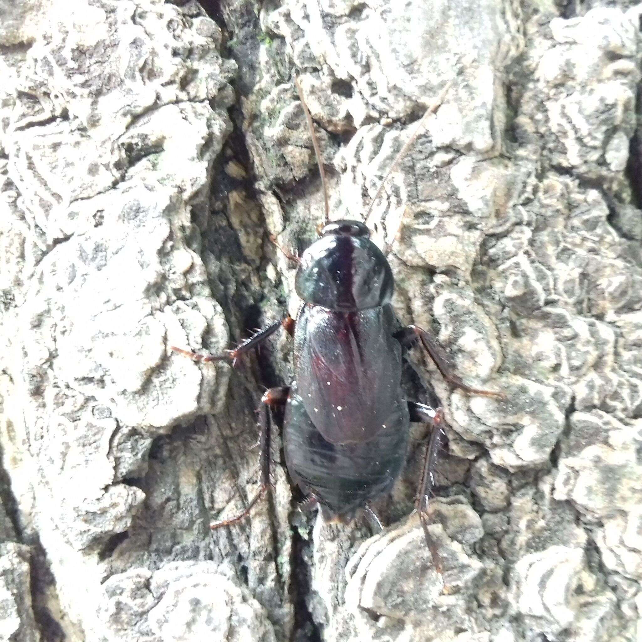 Image of Yamato Cockroach