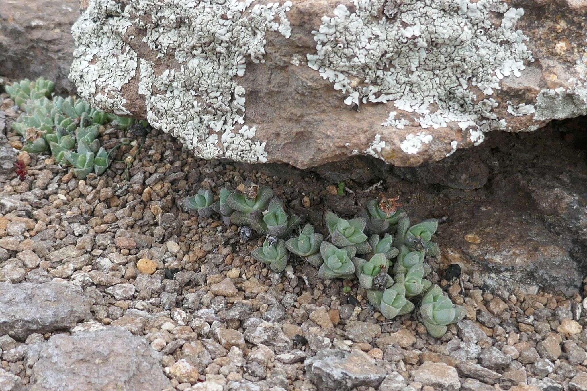 Imagem de Stomatium gerstneri L. Bol.