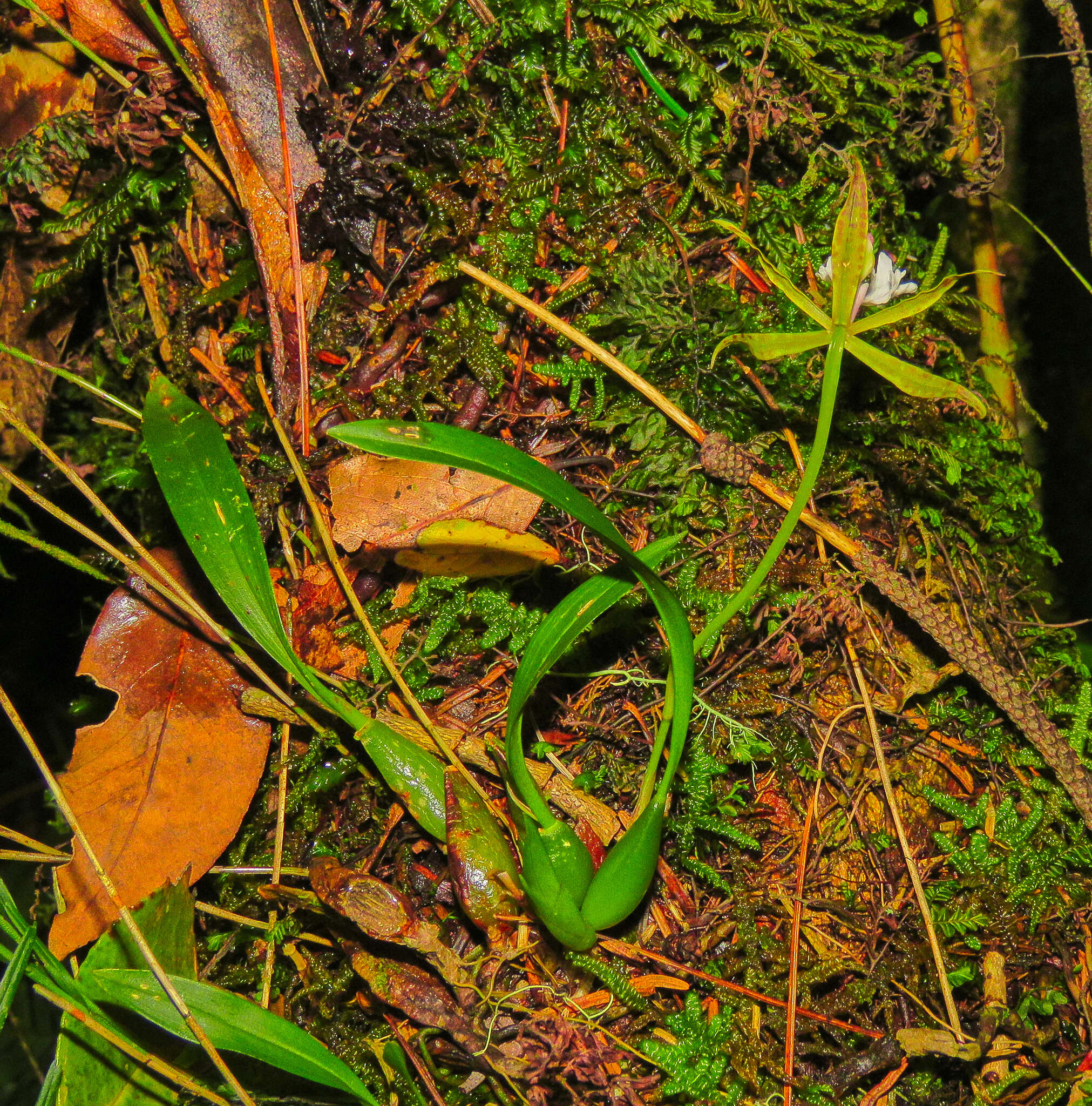 Image of Rhynchostele stellata (Lindl.) Soto Arenas & Salazar