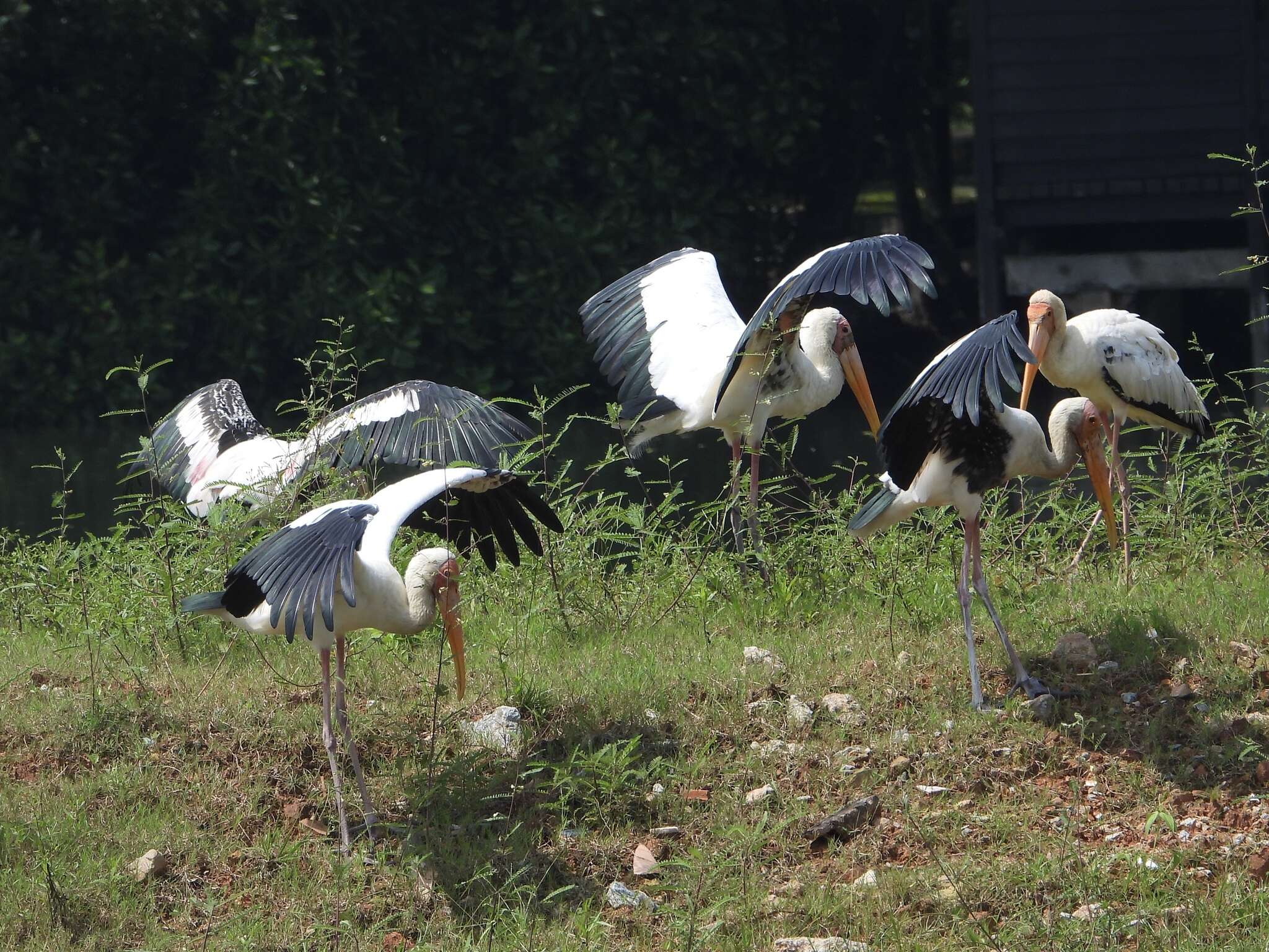 Image of Milky Stork