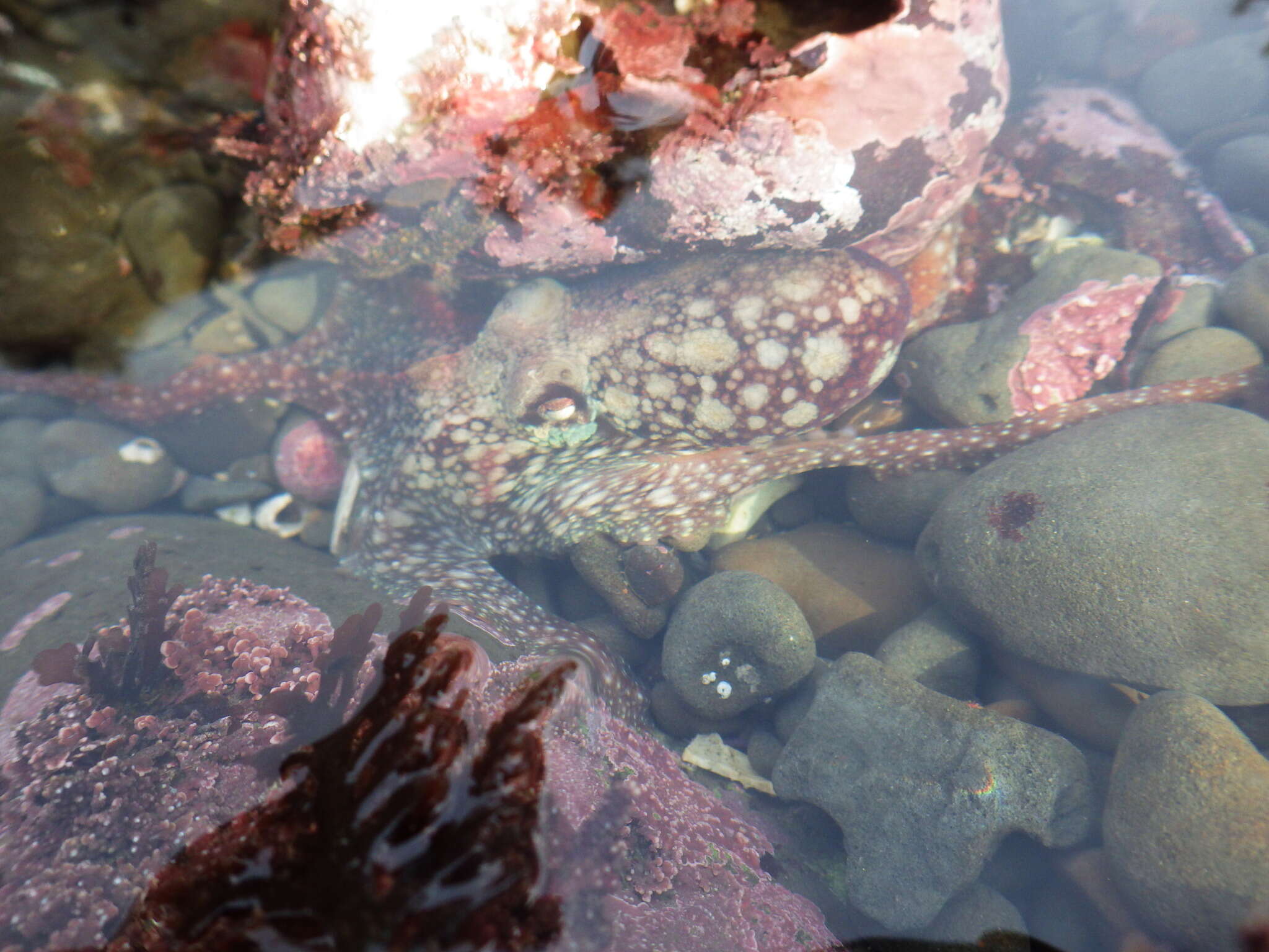 Image of East Pacific red octopus