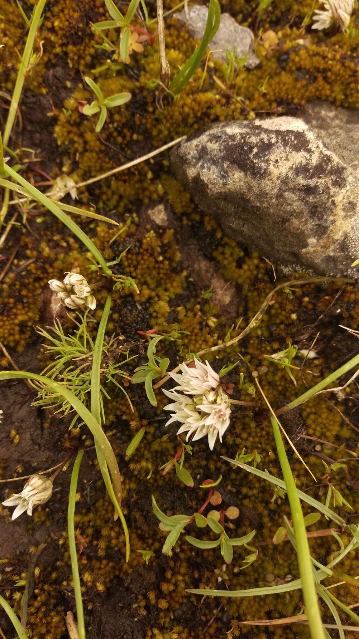 Image of Brandegee's onion