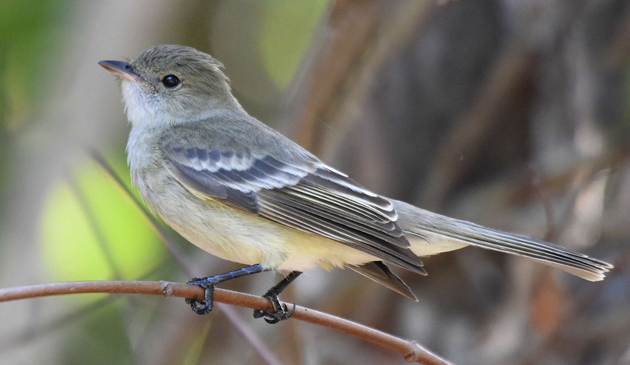 Imagem de Elaenia martinica (Linnaeus 1766)