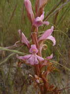 Image of Satyrium erectum Sw.