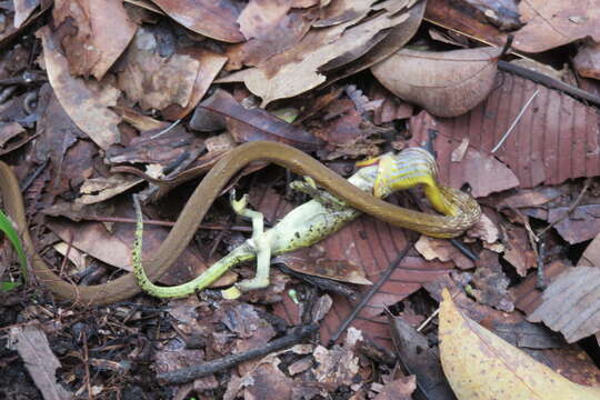 Imagem de Lycognathophis Boulenger 1893