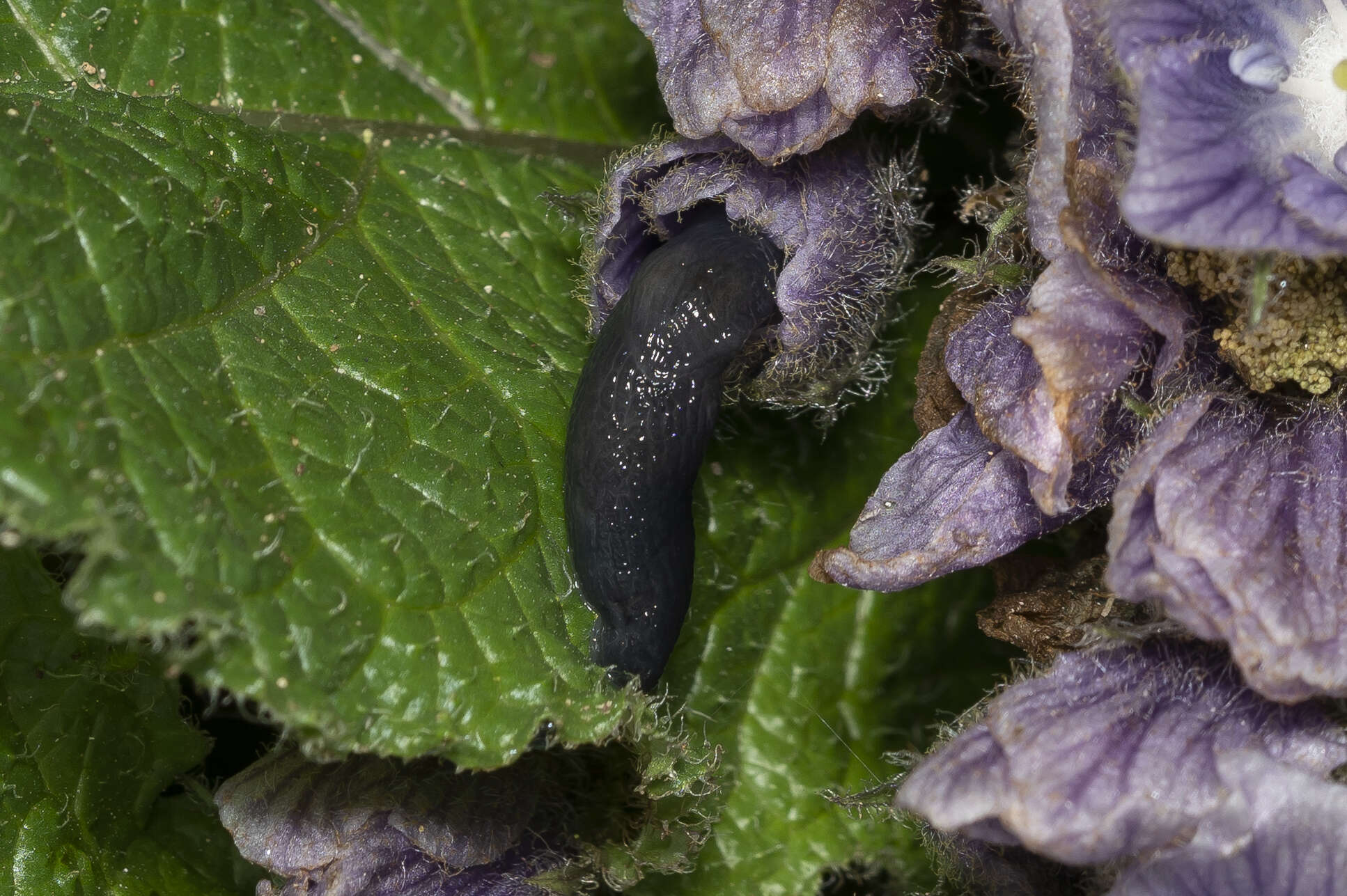 Image of Deroceras samium Rähle 1983