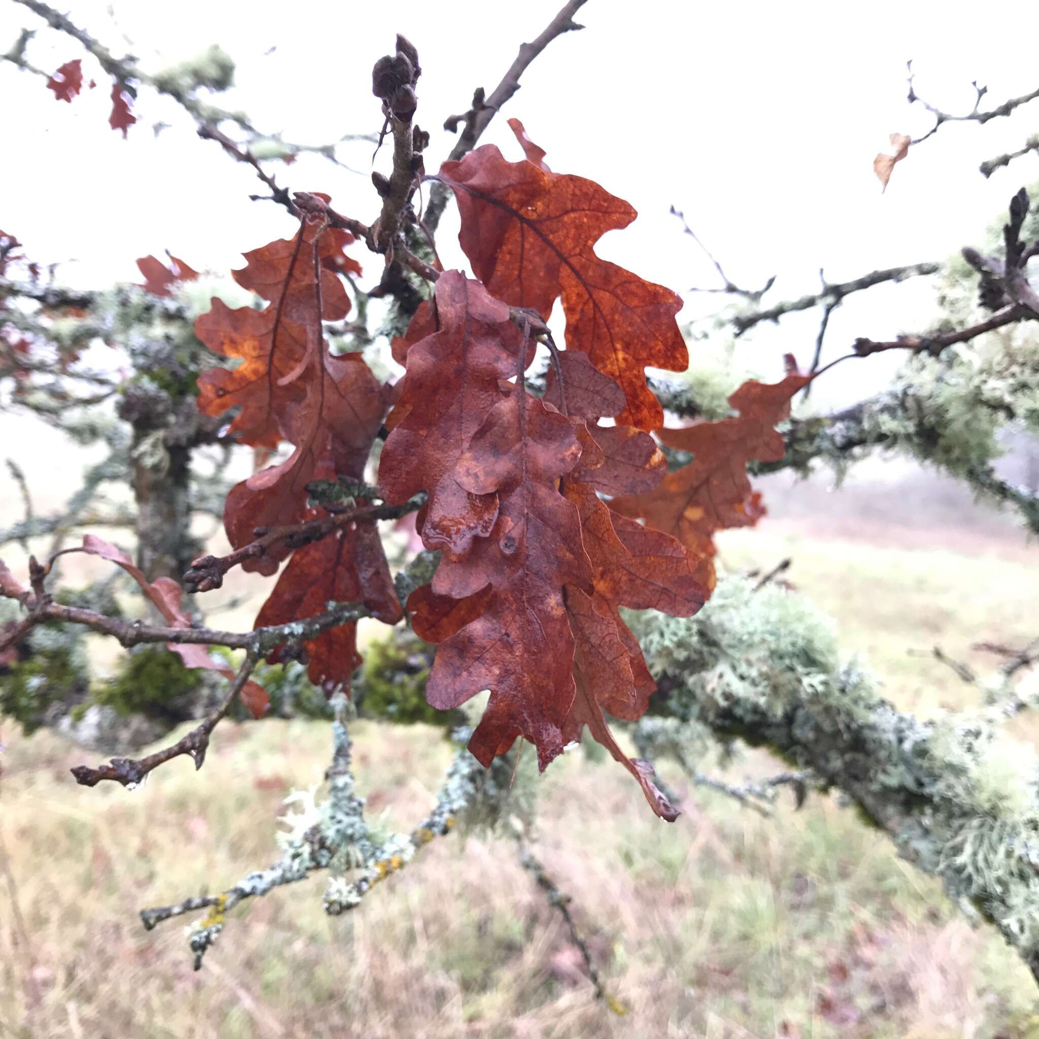 Image of Oregon white oak