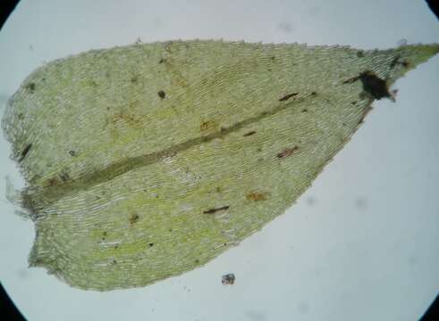 Image of <i>Rhynchostegium serrulatum</i>