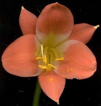 Image of Clivia