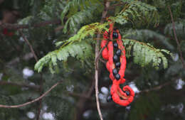 Image of wild tamarind