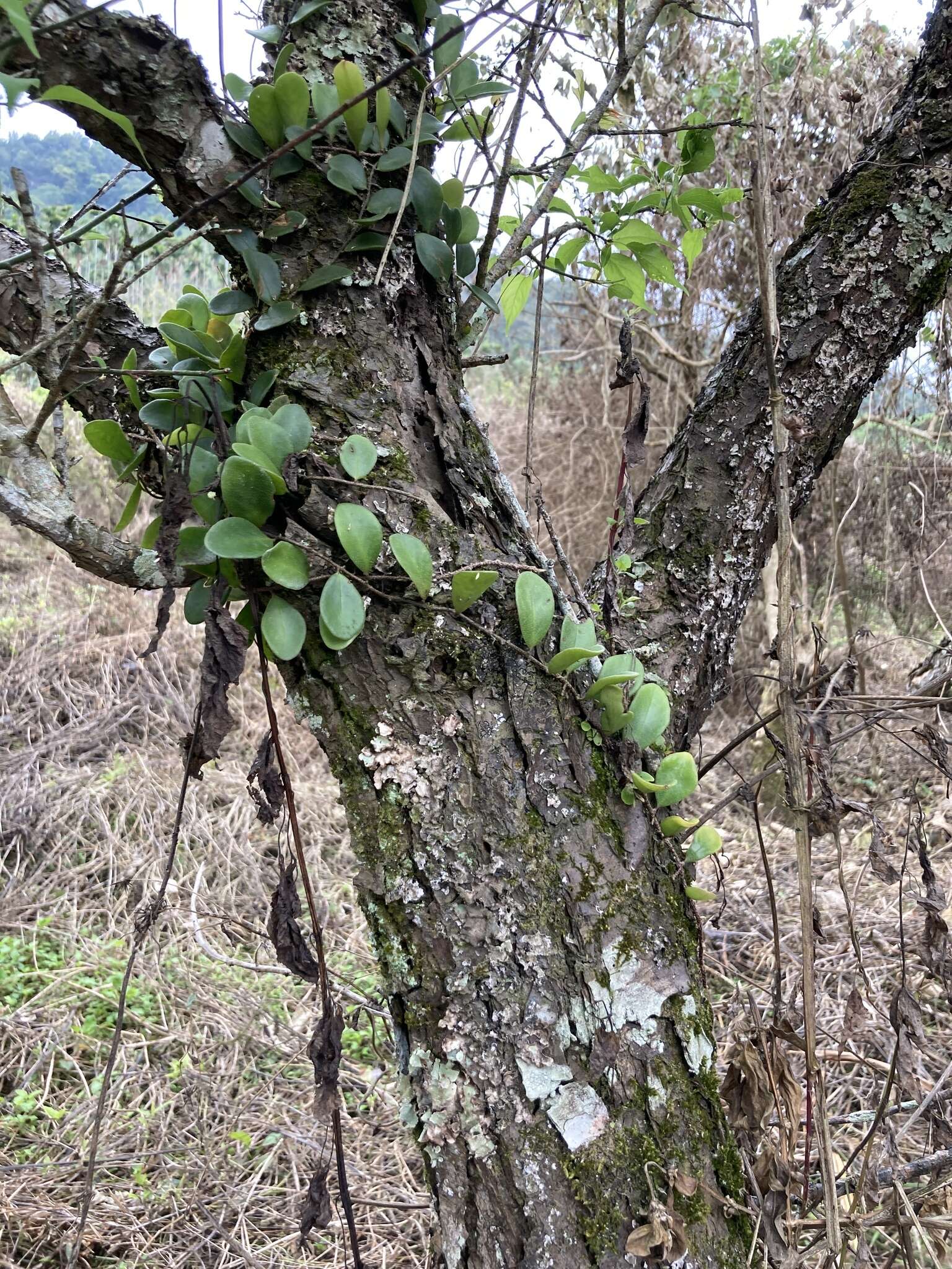 Image of lanceleaf tongue fern