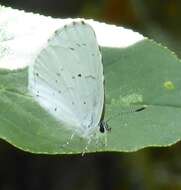 Image of <i>Celastrina humulus</i>