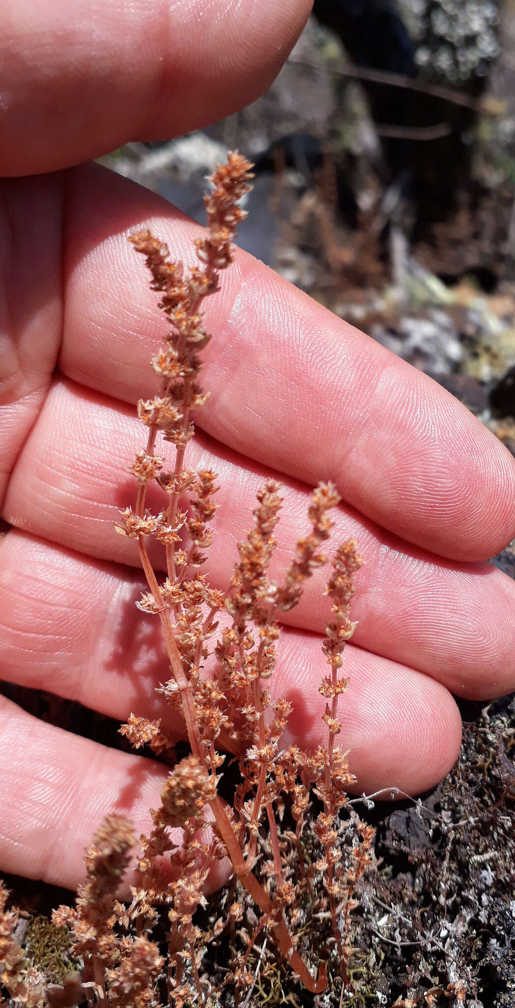 Image of Crassula colligata subsp. colligata