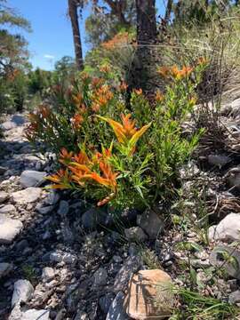 Image of <i>Castilleja <i>tenuiflora</i></i> var. tenuiflora