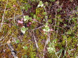 Imagem de Lonicera caerulea var. cauriana (Fern.) Boivin