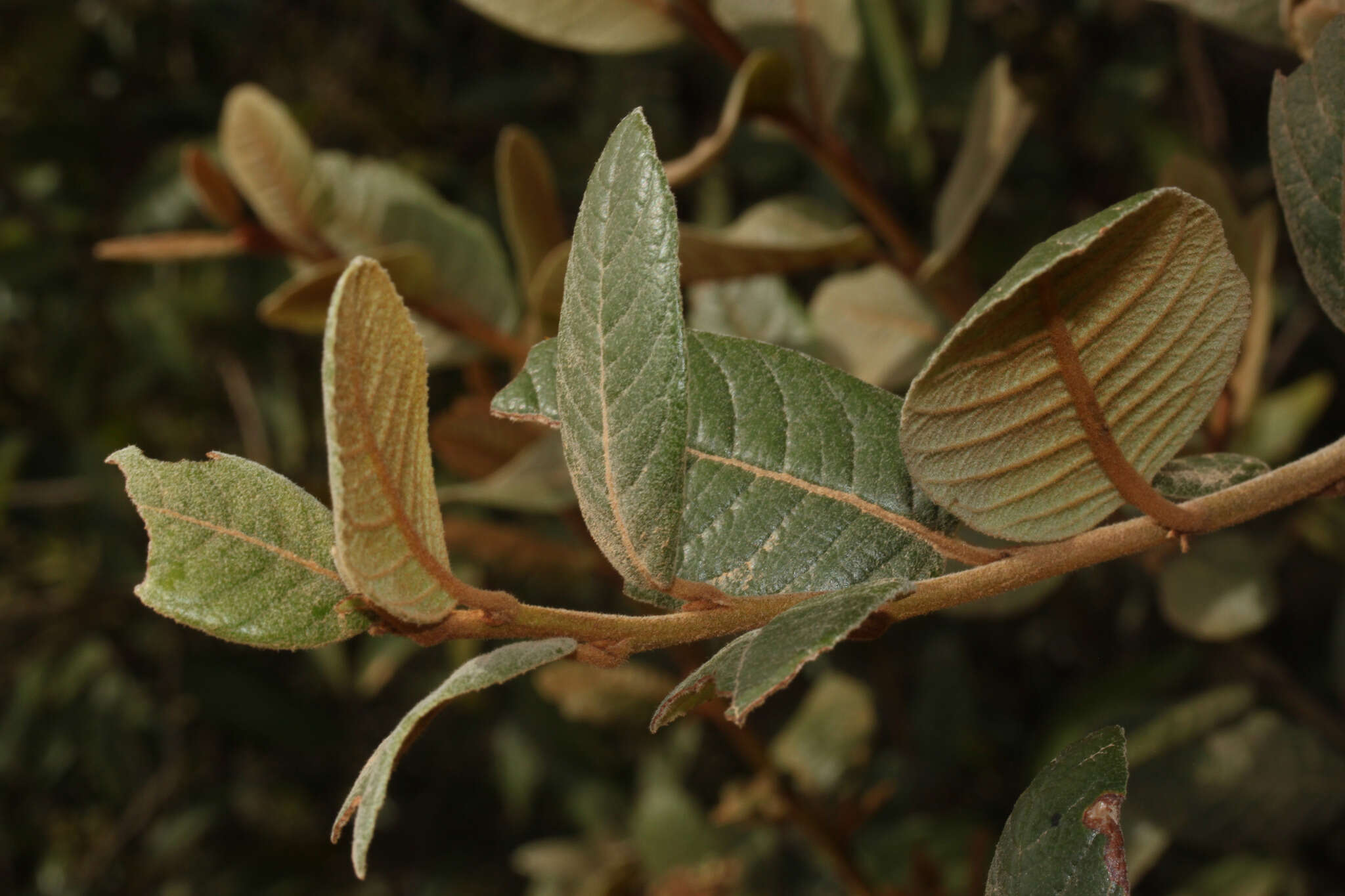 Hesperomeles ferruginea (Kunth) Lindl.的圖片