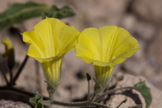 Image of Exodeconus