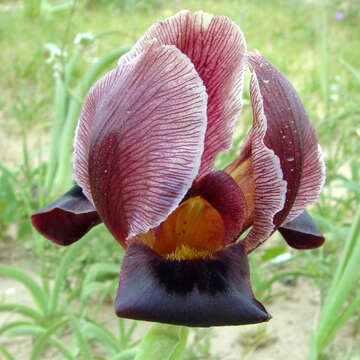 Image of Iris petrana Dinsm.