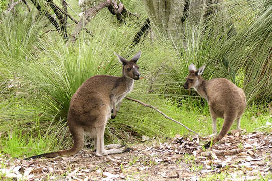 Macropus fuliginosus (Desmarest 1817) resmi