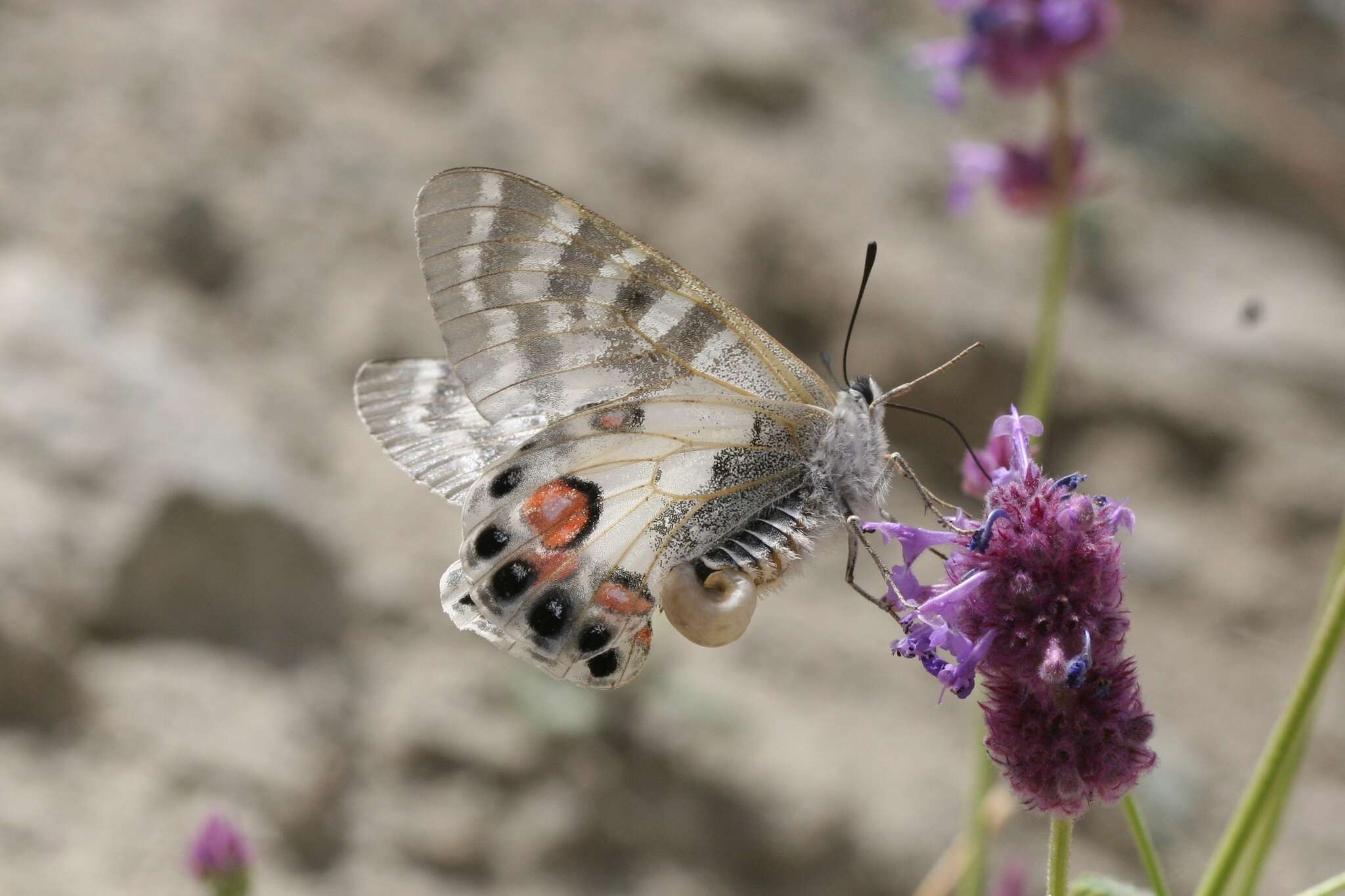 Sivun Parnassius charltonius Gray (1853) kuva