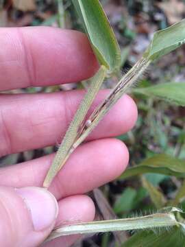 Image of Deer-Tongue Rosette Grass