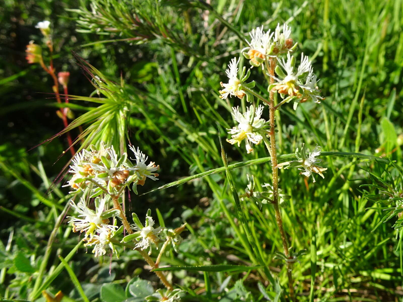 Image of rampion mignonette