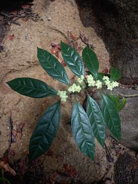 Image of Matelea palustris Aubl.