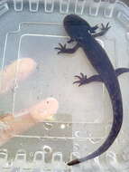 Image of Leora's Stream Salamander