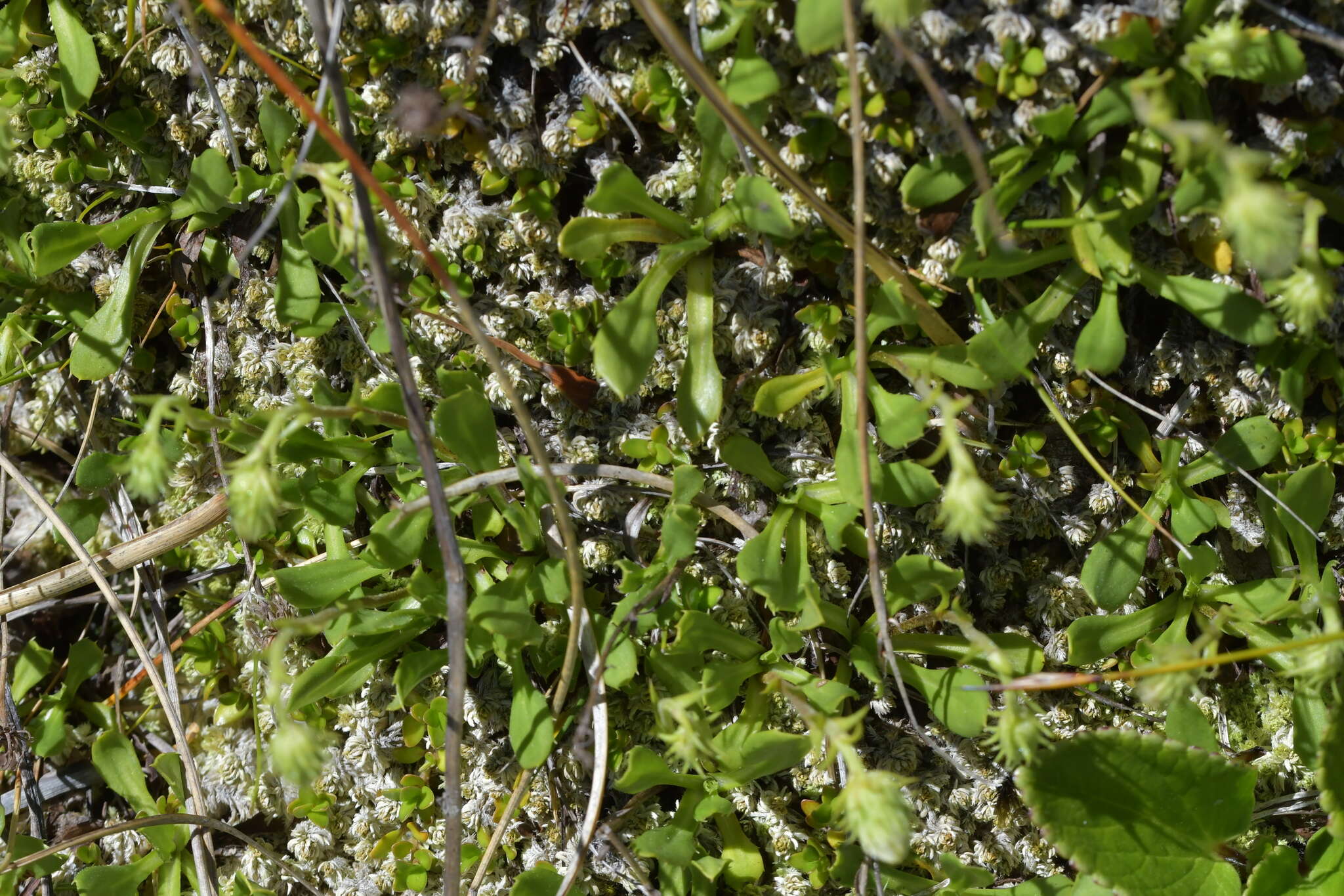 Image of Celmisia glandulosa Hook. fil.