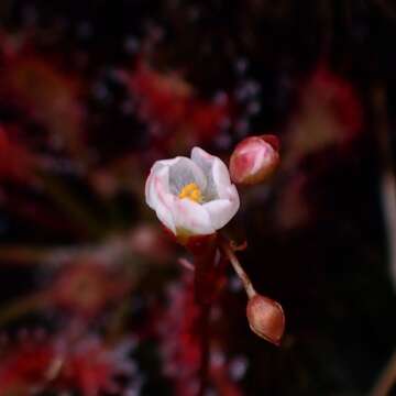 Image of Drosera oblanceolata Y. Z. Ruan