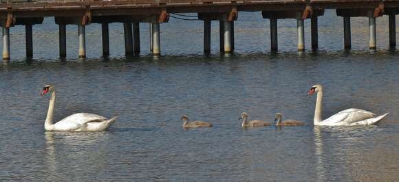 Image of Mute Swan