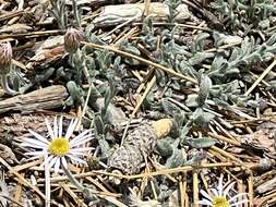 Image of Brewer's fleabane