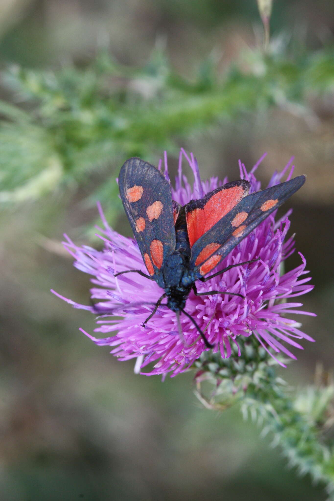 Image of Zygaena angelicae Ochsenheimer 1808