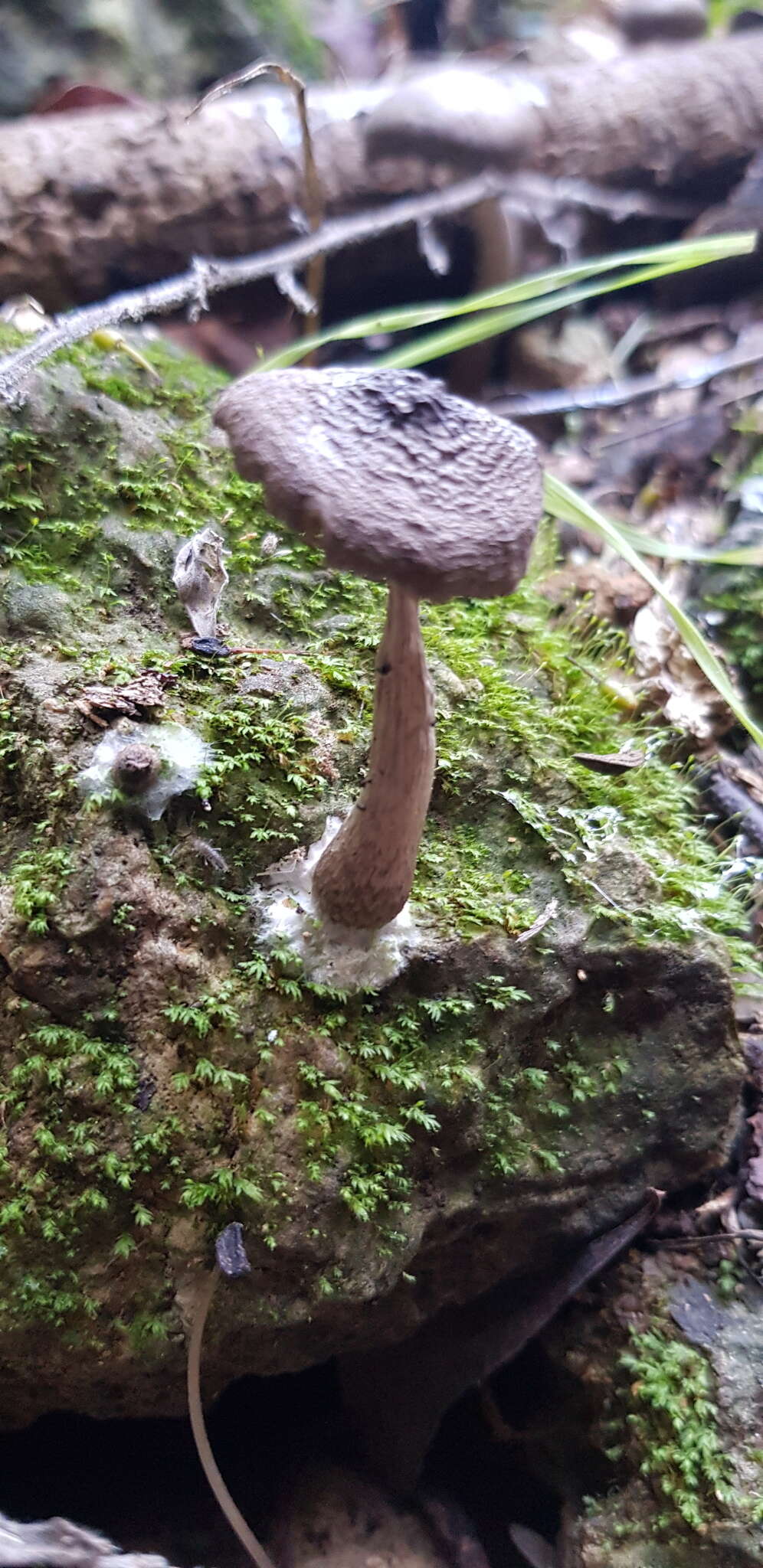 Image of Coprinopsis melanthina (Fr.) Örstadius & E. Larss. 2015