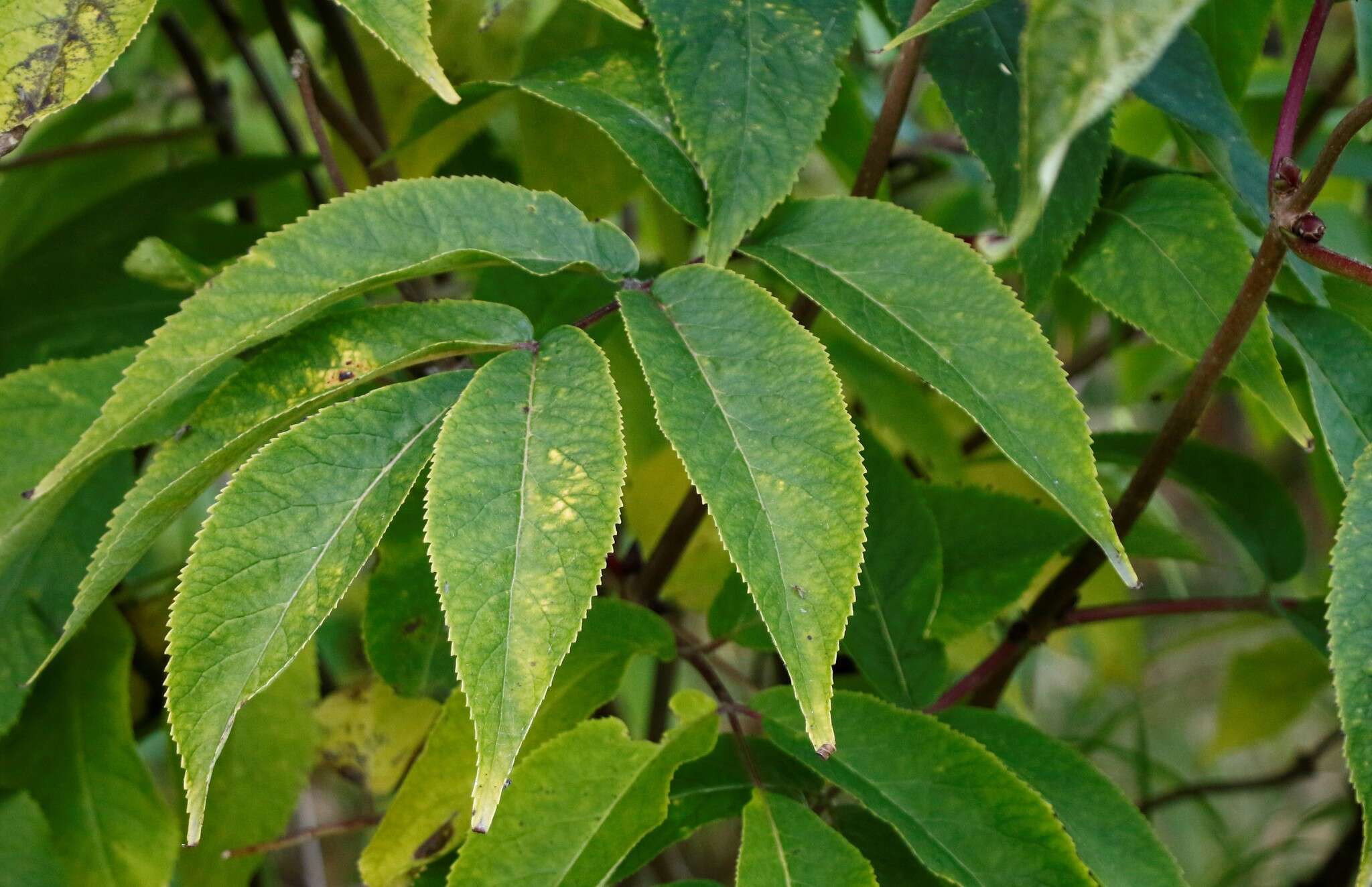 Image of red elder