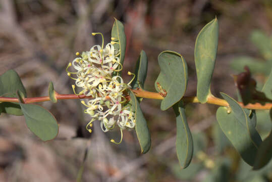 Image of Hakea prostrata R. Br.