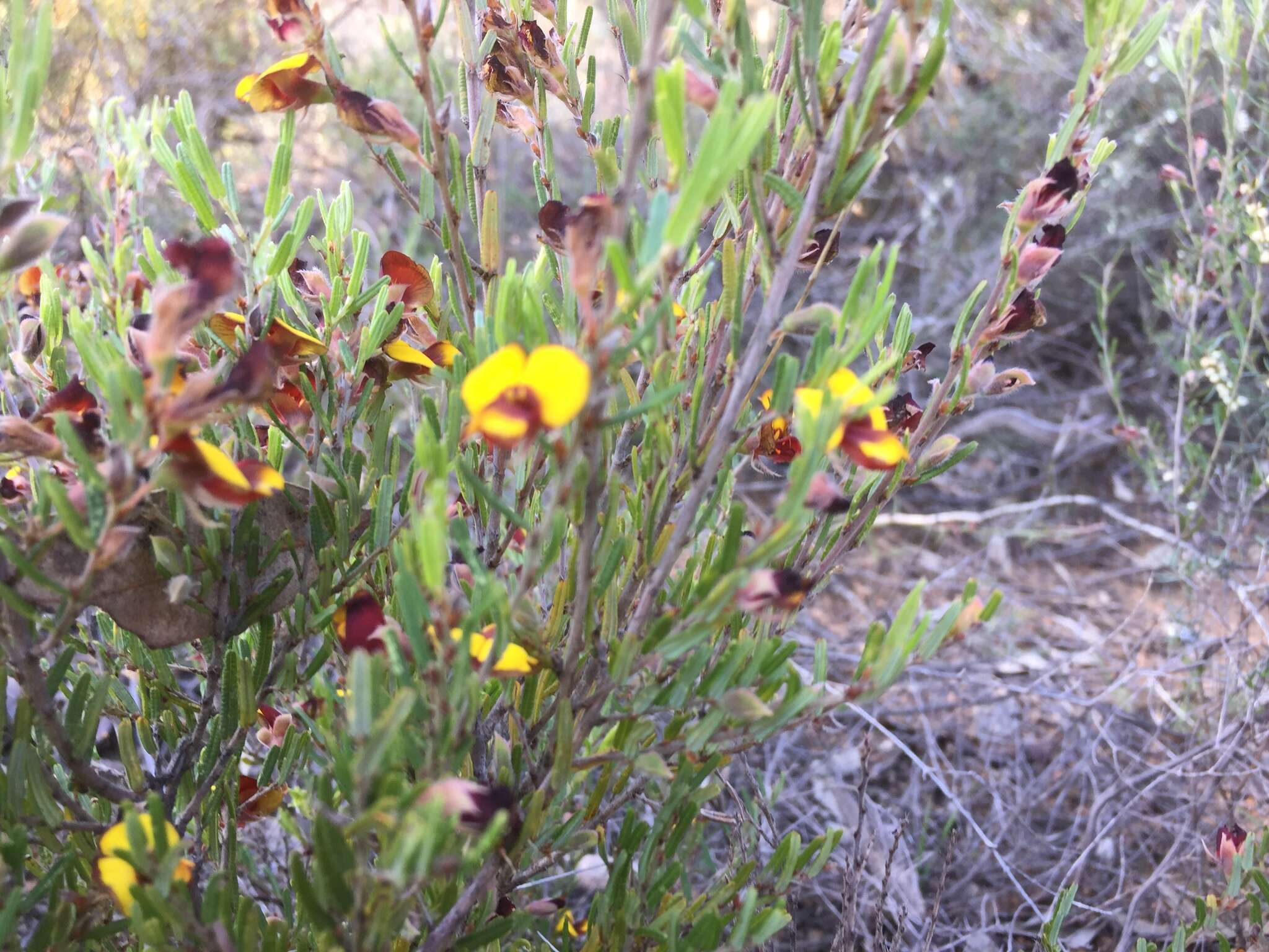 Plancia ëd Bossiaea eriocarpa Benth.