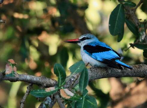 Image of Halcyon senegalensis cyanoleuca (Vieillot 1818)