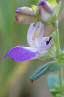 صورة Collinsia heterophylla Buist ex Graham