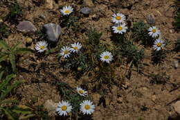 Image of Townsendia mexicana A. Gray