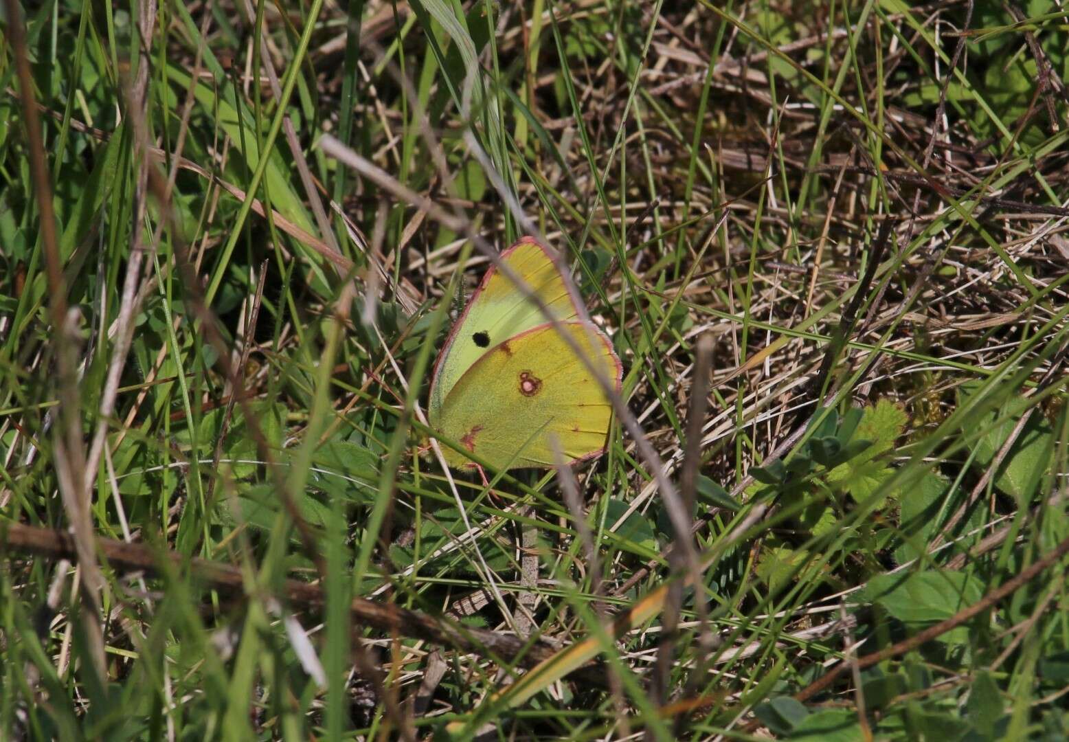 Image of bergers clouded yellow