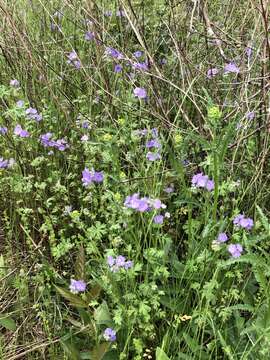 Phacelia maculata Wood的圖片