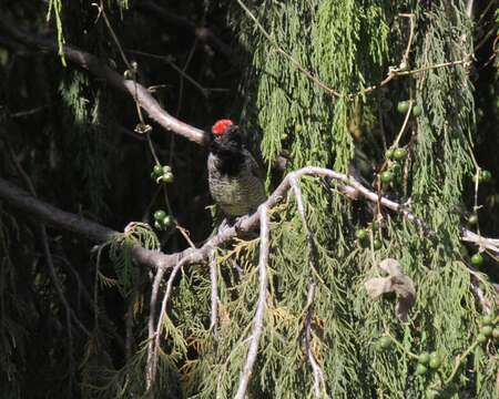 Image of Banded Barbet